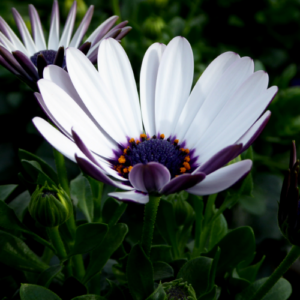 In verschiedensten Farben ist die Kapmargerite erhältlich.